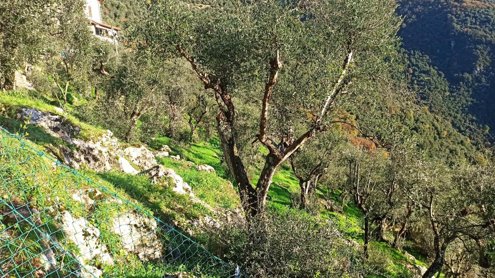 Casa Berti - Urlaub Im Olivenhain Camaiore Dış mekan fotoğraf